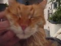 Mickey the Cat Part I Mickey the Cat Part I