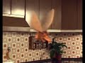 cerdo volador cocina