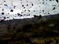 panda rally super ie panda rally super ie