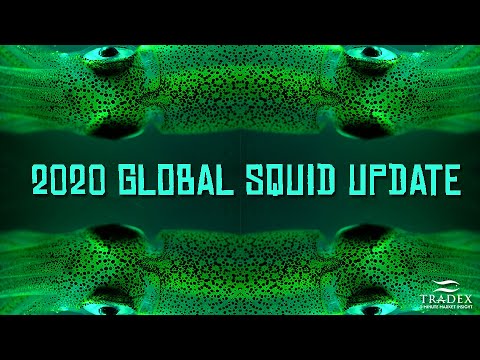 3MMI - 2020 Global Squid Update