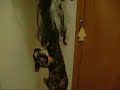 The Wig Killing Kitten