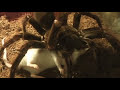 Tarantula (Theraphosa blondi) eating mouse