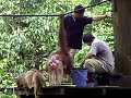 Sepilok Orangutang Sancturary