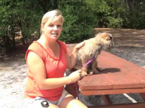 how to train small dog