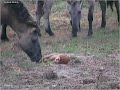 Konikpaarden en dood ree Konikpaarden en dood ree