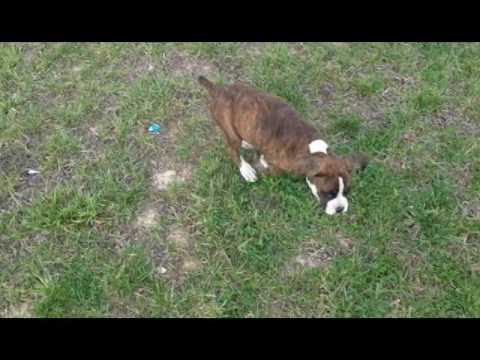 Alexis the Brindle Boxer puppy