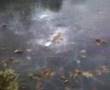 H - Lake