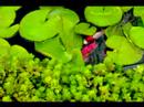 My Pond My Pond
