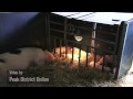 CHATSWORTH FARMYARD - YouTube