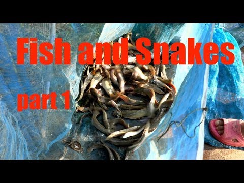 YouTube reptile video