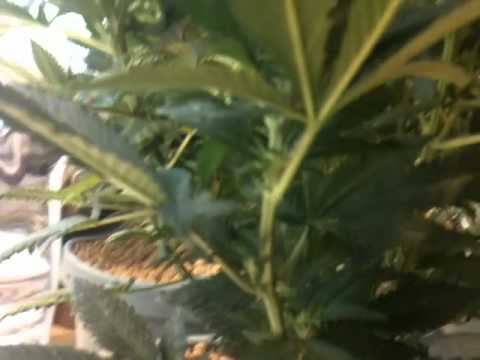 how to grow ak48 indoors