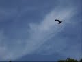 le bal des oiseaux fantômes  montage 