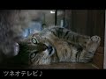 ツネオのとおせんぼ「ピッピ編」