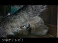ツネオのとおせんぼ「ピッピ編」