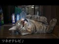ツネオのとおせんぼ「ピッピ編」