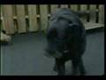 Bouncing baby boy is a dog?? - News Blooper #19