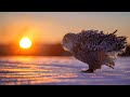 THE MAGNIFICENT BEAUTY OF NATURE | ADIEMUS
