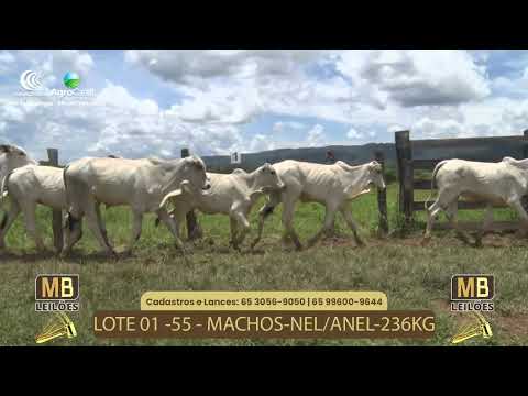 535� LEIL�O VIRTUAL MB LEIL�ES