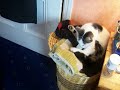 the-cat-shouterer.html