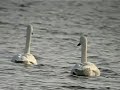 Whooper Swan Pair