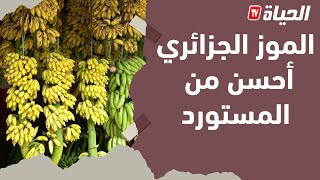ساعة إقتصاد l حقائق عن مافيا الموز في الجزائر .. و منتج يصرح البنان المحلي أفضل من المستورد
