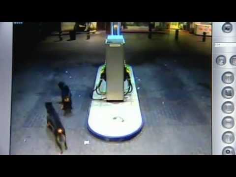 PERROS DE ATAQUE - Dos personas han sufrido heridas, al parecer de carácter no grave, tras ser atacadas por tres perros rottweiler en una gasolinera del polígono Carrús, en Elc...