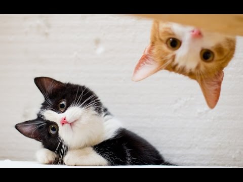 funny animals - FUNNY VIDEOS: Funny Cats - Funny Cat Videos - Funny Animals - Funny Fails - Cats Chasing Shadows Please Subscribe and share on Facebook -- FUNNY VIDEOS 2014 Funny Cats 2014 Funny Cat Videos...