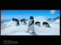 Pinguine Dabke