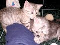 cats and kittens box and bite in play and to get possession of favorite places all set to an old mississippi blues musical group the sheiks from the 1930s.