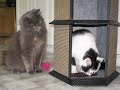 cats and kittens box and bite in play and to get possession of favorite places all set to an old mississippi blues musical group the sheiks from the 1930s.