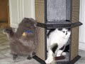 cats and kittens box and bite in play and to get possession of favorite places all set to an old mississippi blues musical group the sheiks from the 1930s.