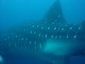 Whale SHark Whale SHark