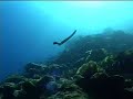 Sea Snake Wrangling with Larry Smith