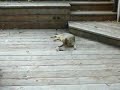 Chausie, Caught Bird in Pen 1