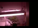 Hydroponics simple