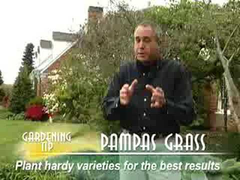 how to transplant pampas grass