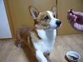 Goro@Welsh corgi 20081226 nose trick & door Goro@Welsh corgi 20081226 nose trick & door