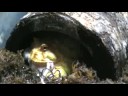 Frank the Pacman frog eats a mouse (Mouse Lovers look away)
