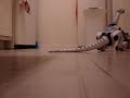 roboreptile safari 1 roboreptile safari 1