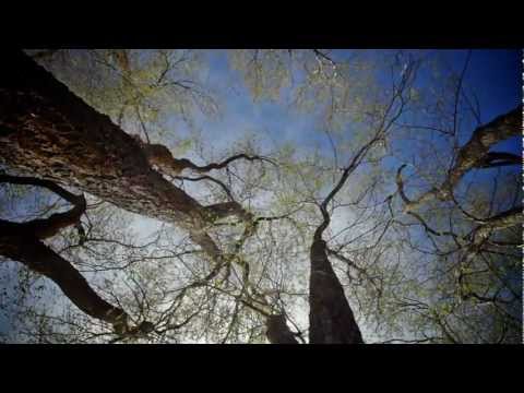 how to fasten a treehouse to a tree