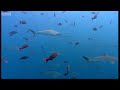 Fish bait ball in open water - Blue Planet - BBC