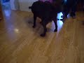 DSCN0669.MOV
