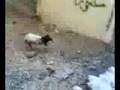 TERROR EN CUENCAME fear in the fram