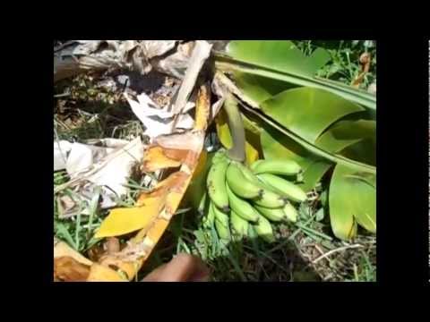 how to harvest dwarf bananas