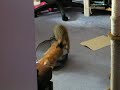 Buy them toys and they play with the box