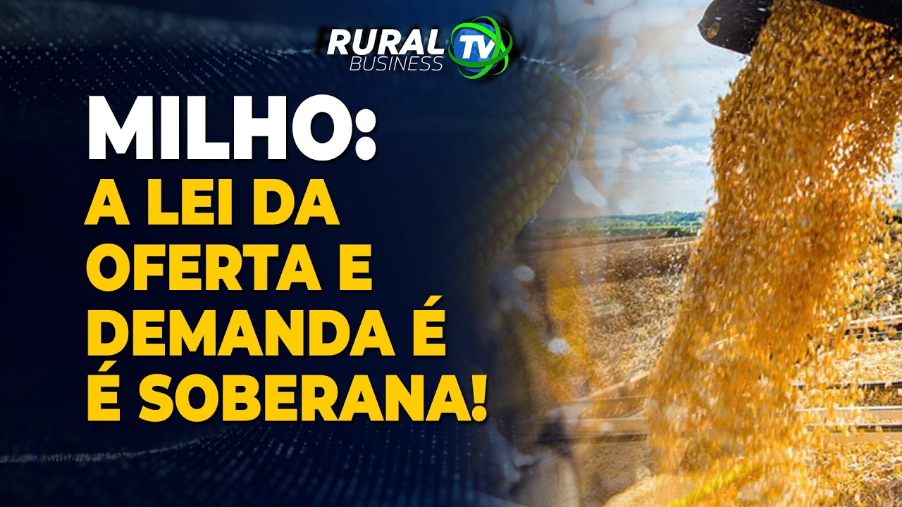 MILHO: A LEI DA OFERTA E DEMANDA É SOBERANA!
