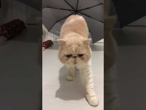 POV: You are food and an exotic cat wants to eat you #shorts #cats #pets #funny