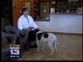 videos de Rescued dogs well on road to rehab
