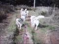 VOITURETTE A CHIEN DE TRAINEAU