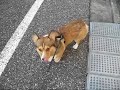 Line Tracer Dog Line Tracer Dog